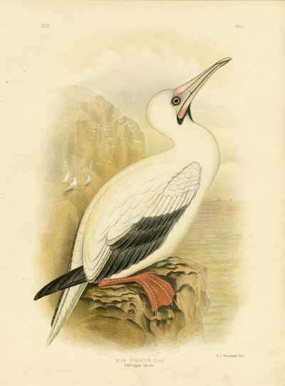 Alcatraz de Patas Rojas, 1891 de Gracius Broinowski
